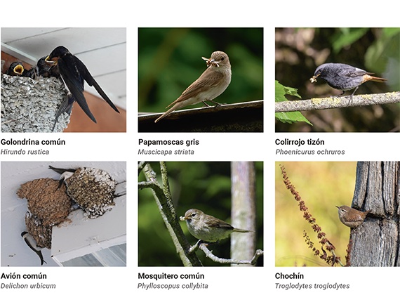 Aves insectívoras: una dieta que ayuda a equilibrar el jardín